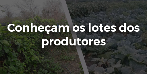 Conheçam os lotes dos produtores